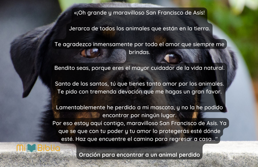 Oración para encontrar a un animal perdido